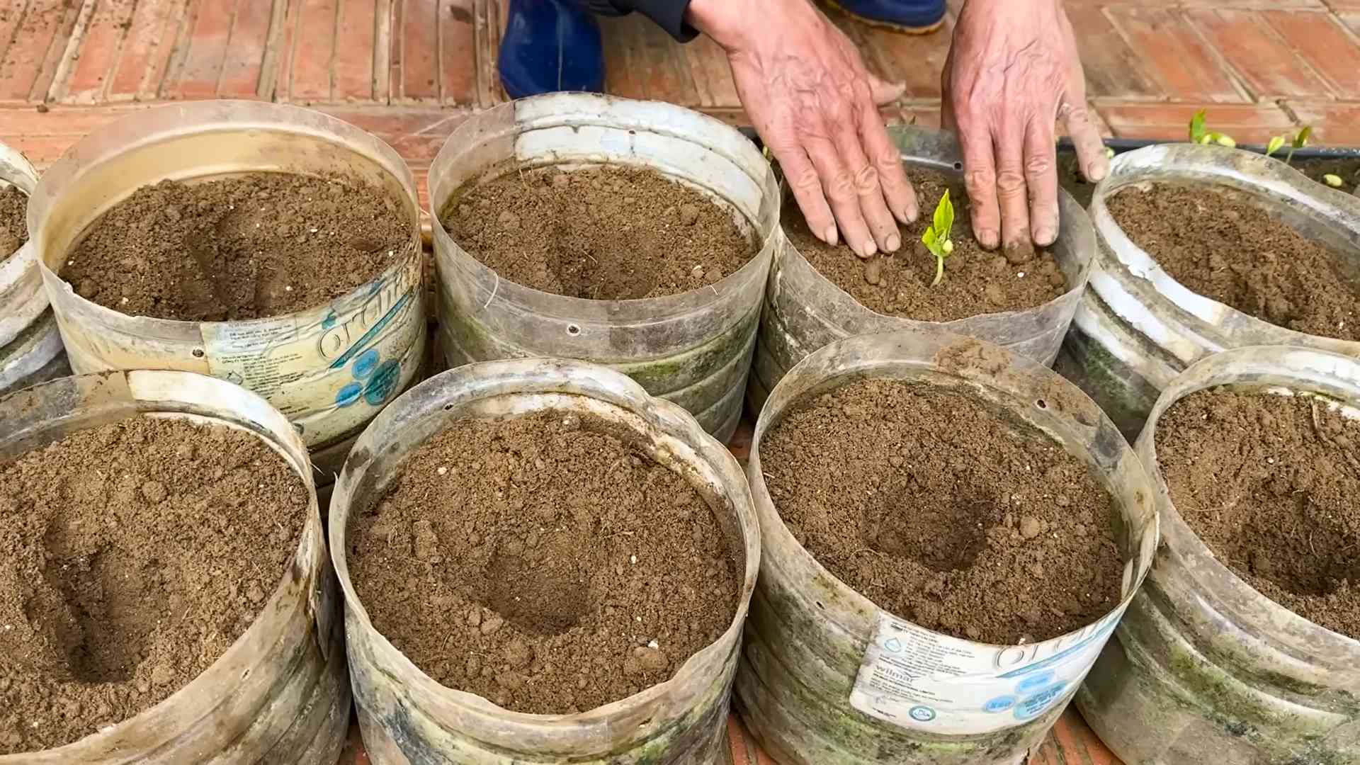 Vernachlässigte Bohnenpflanzen blühen
