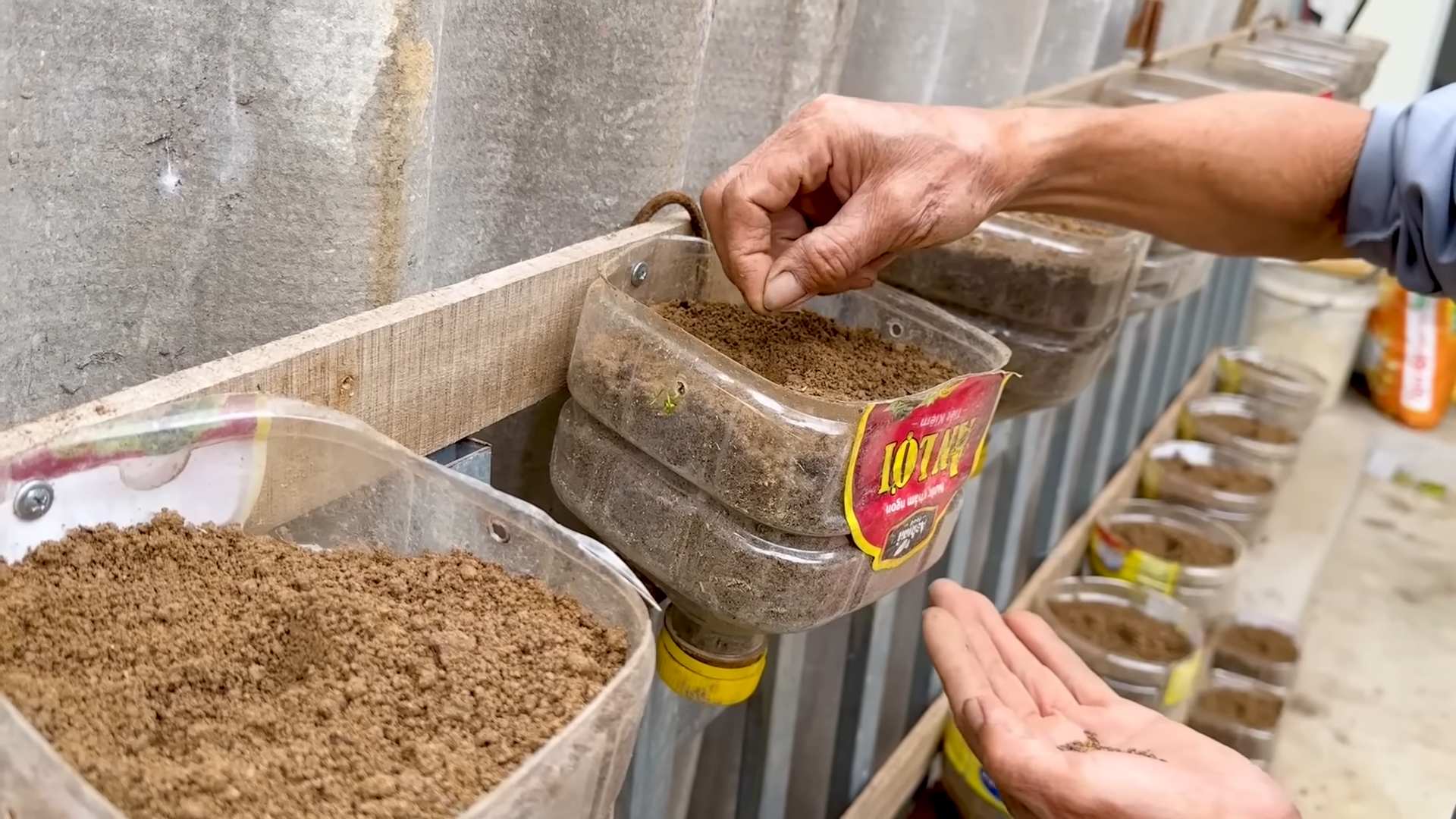 Grünkohl Anbau Plastikflasche