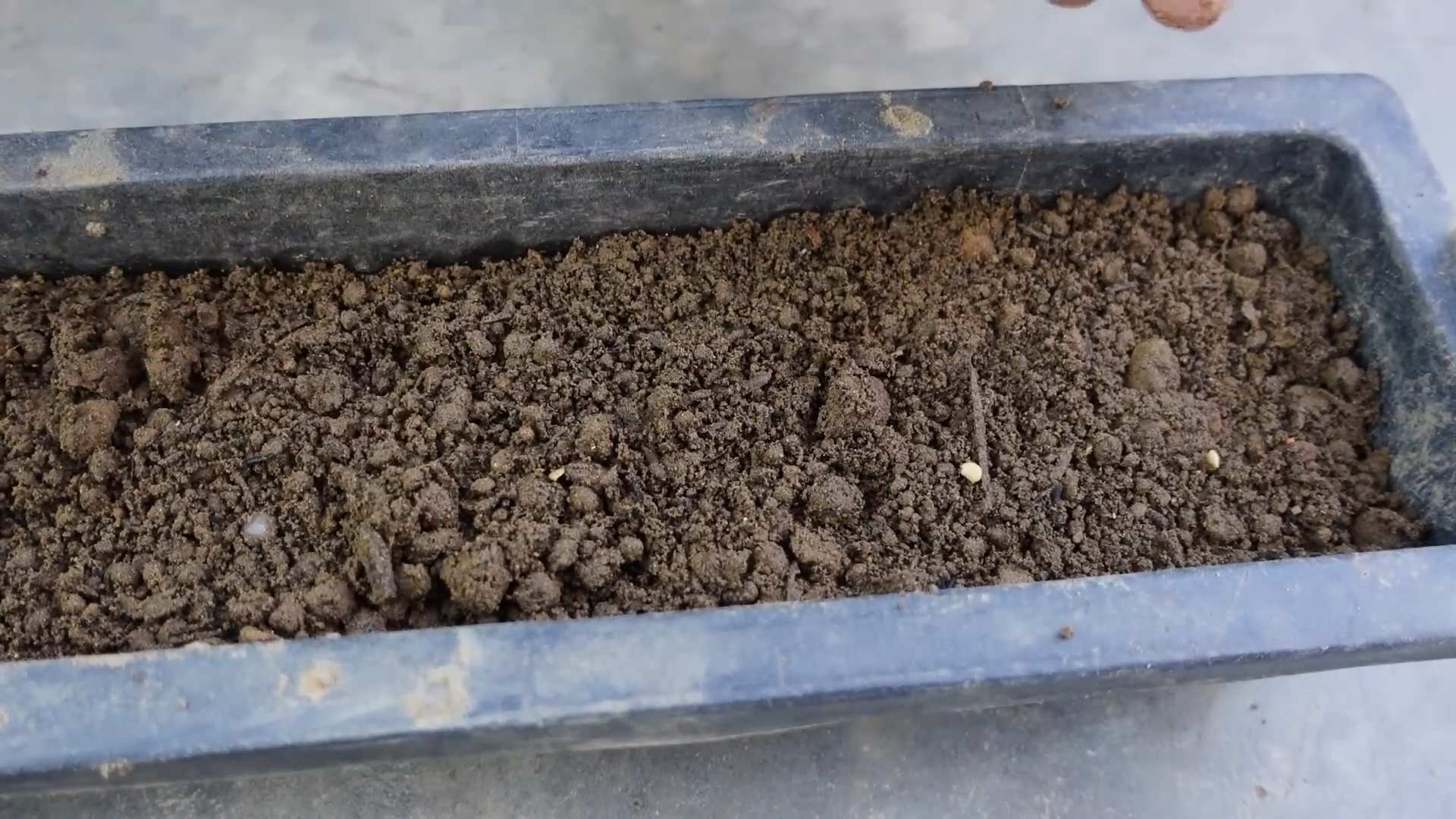 Chilischoten auf dem Balkon anbauen