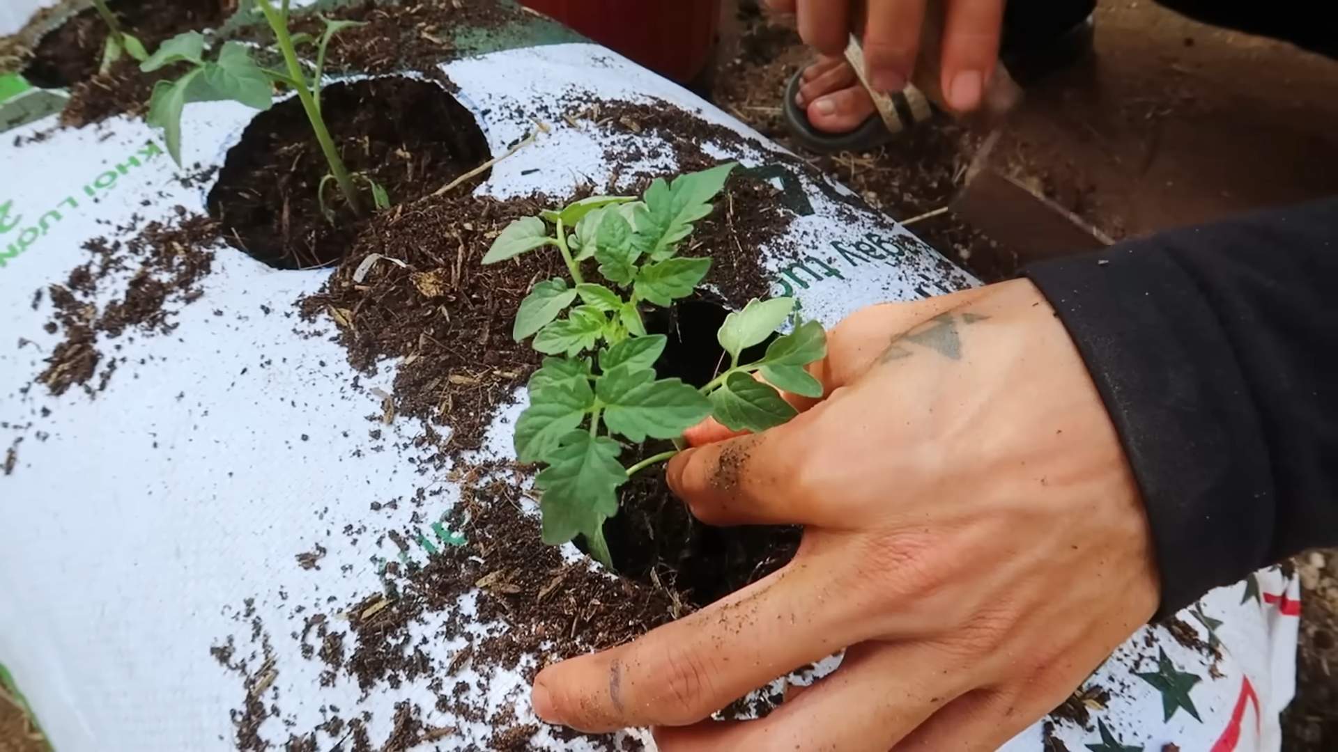 Tomaten Ernten ohne Garten