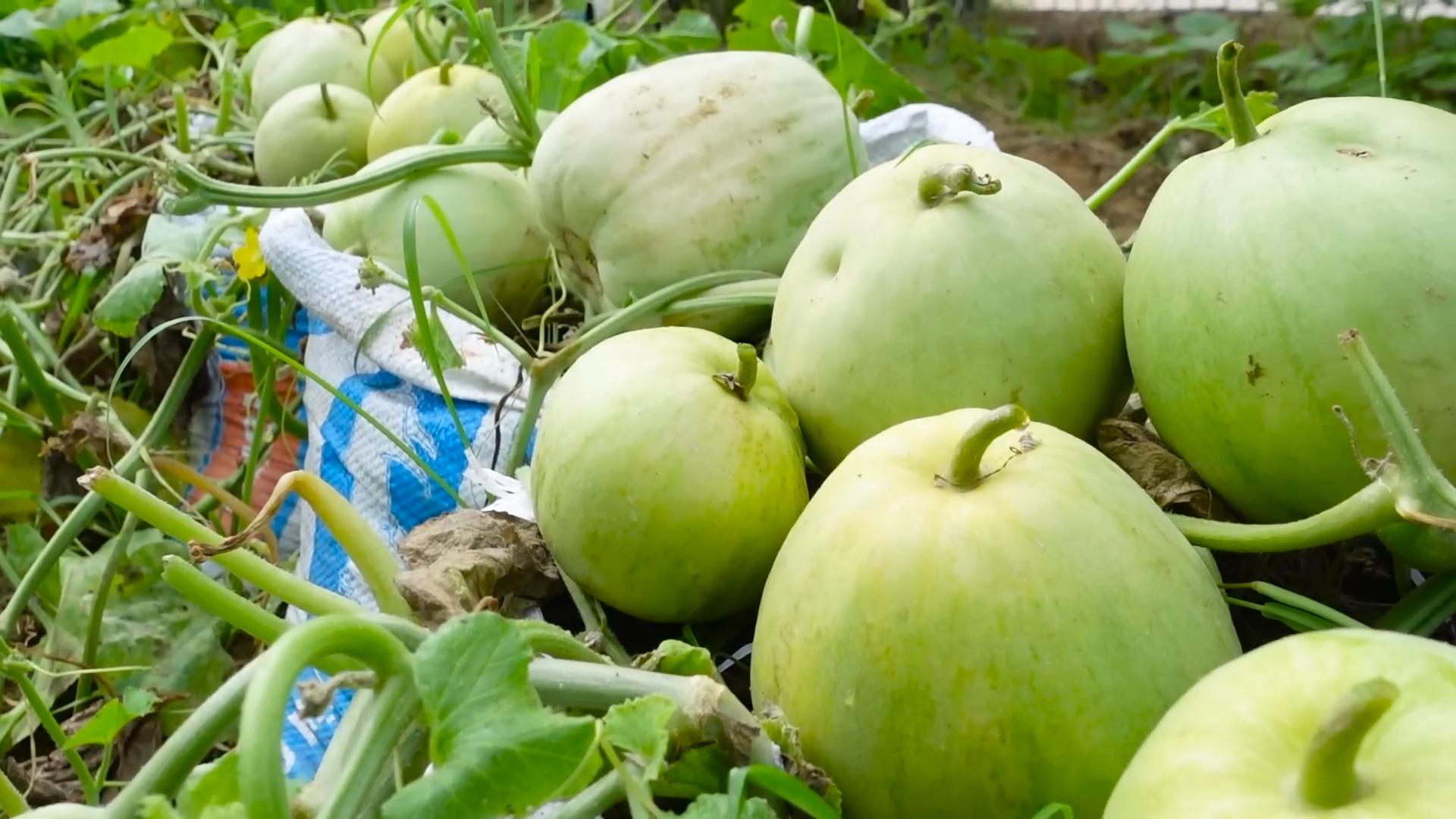 Melonen im Pflanzsack anbauen