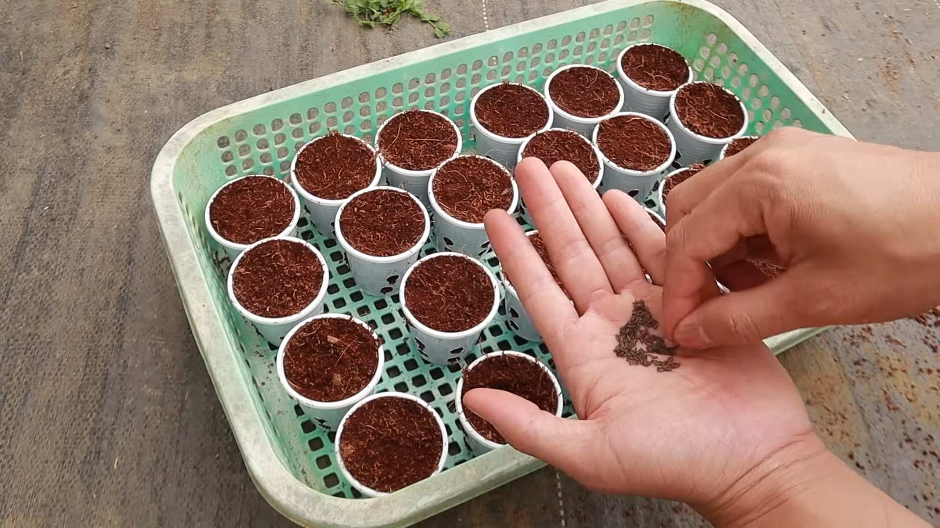 Hydroponik ohne Erde Wasser
