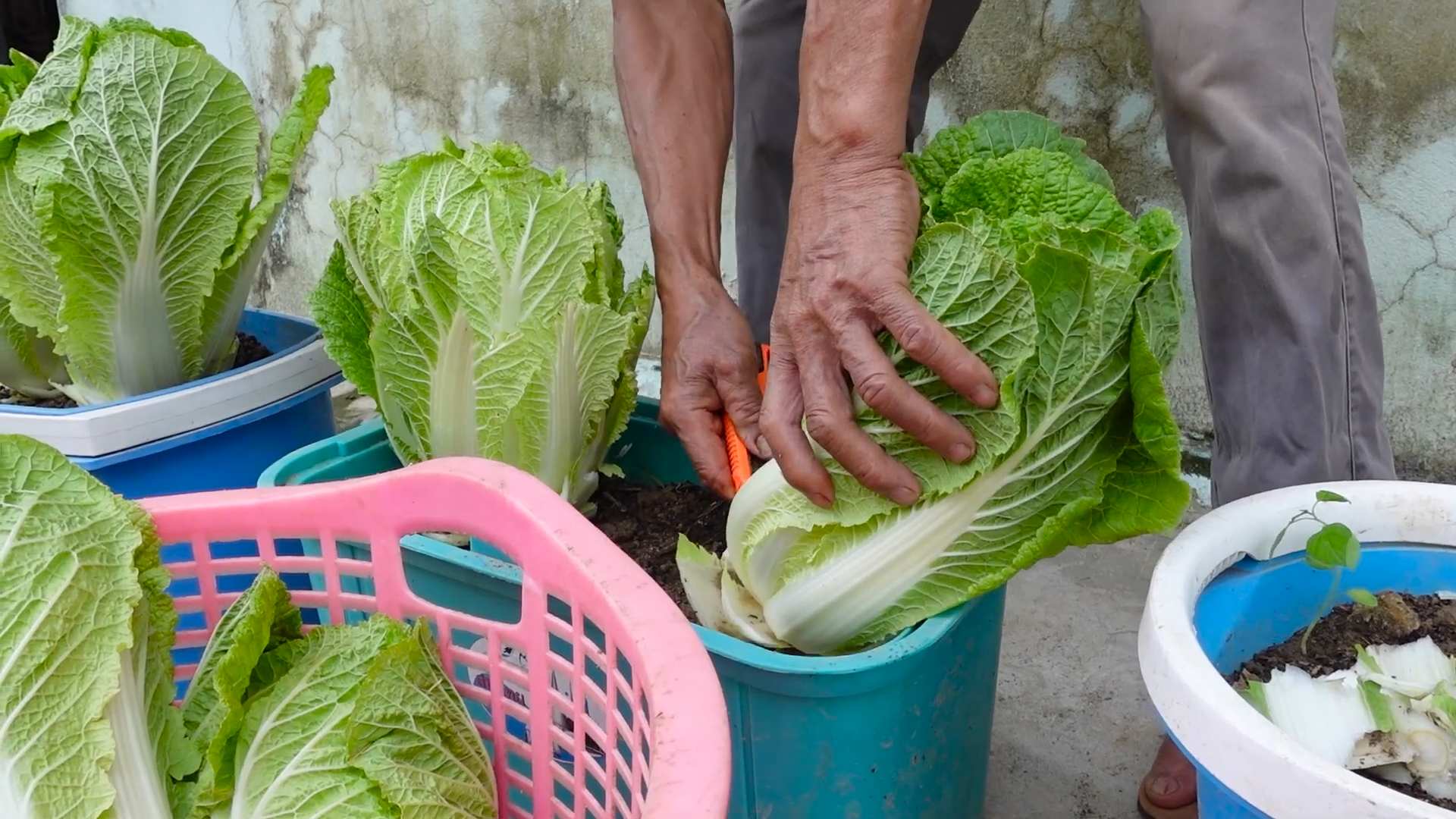 Kohl anbauen hoher Ertrag