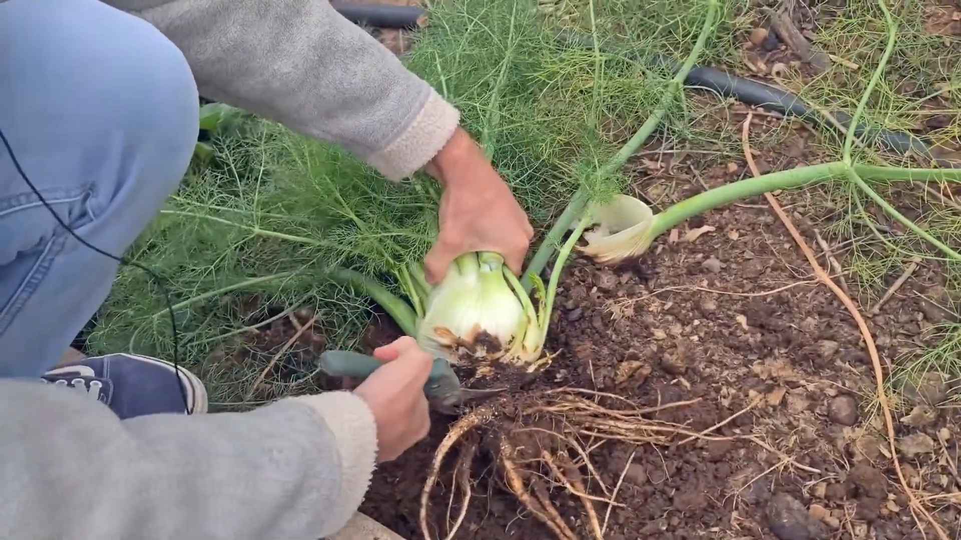 Fenchel Anbau Einfache Tipps