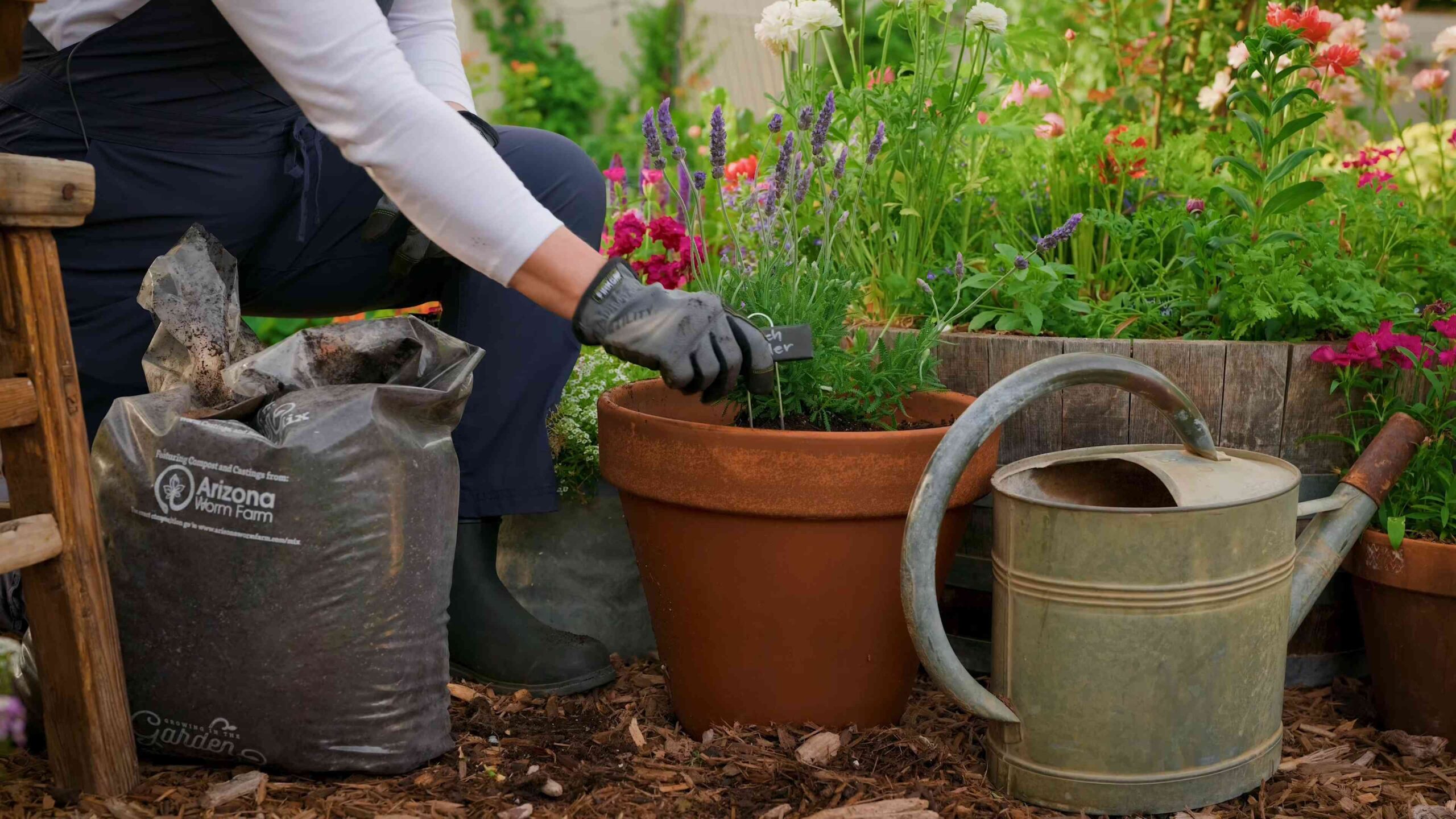 Lavendel Anbau Schritt für Schritt