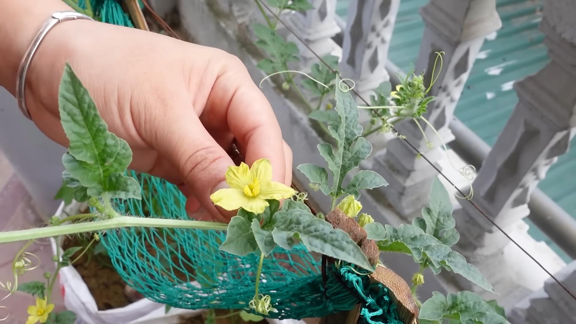 Wassermelone selbst anbauen