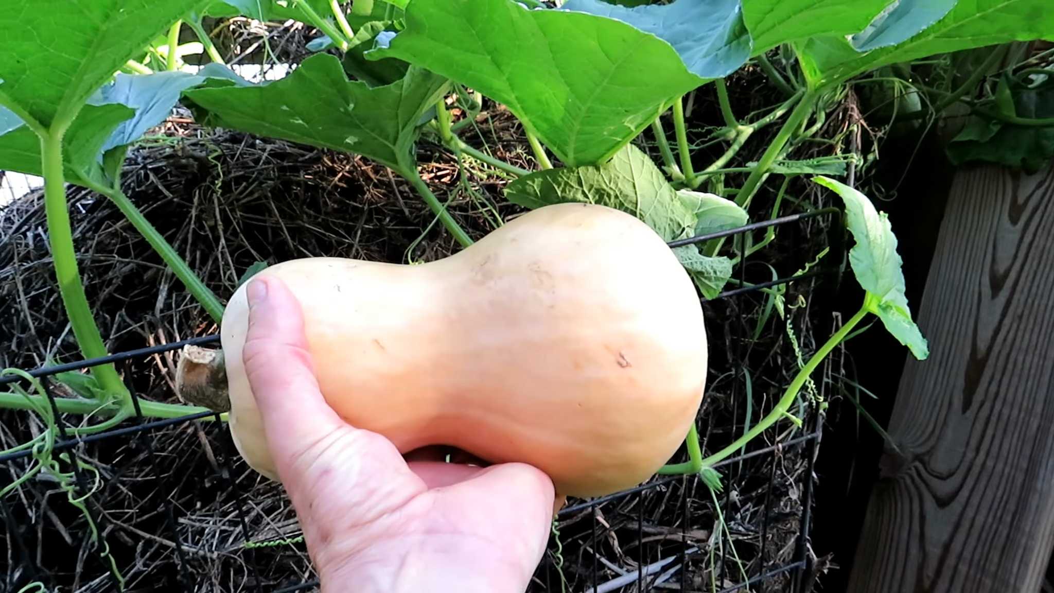 Butternut Kürbis selbst anbauen