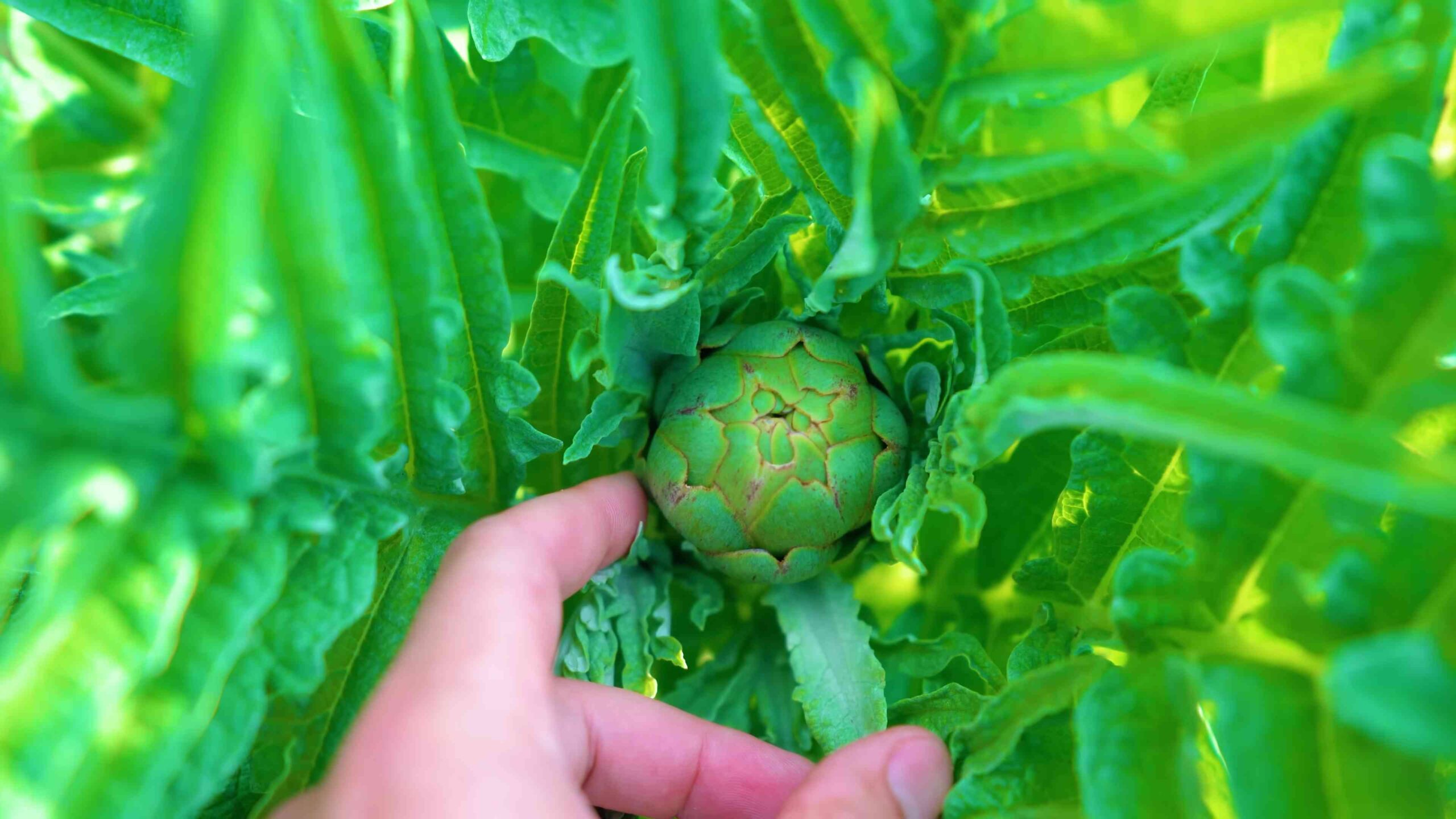 Artischocken anbauen im Garten