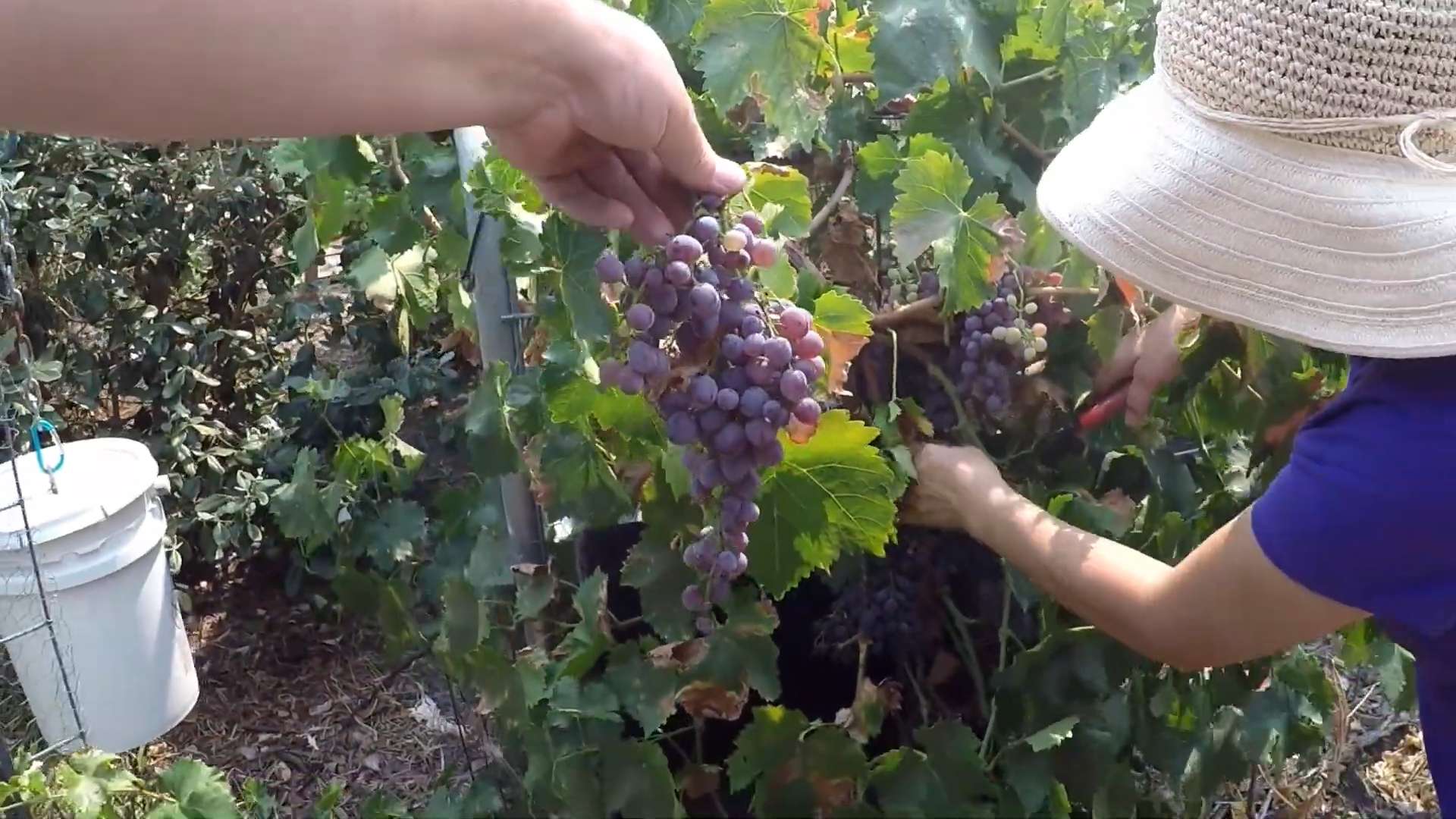Weinreben selber anbauen