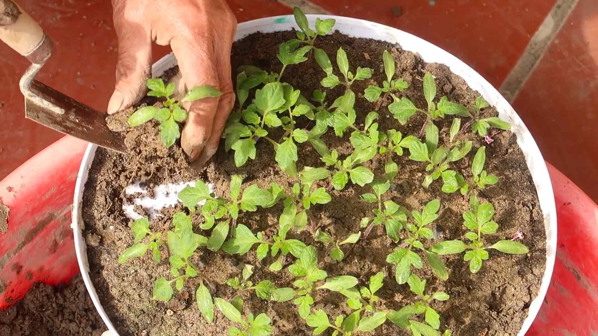 Tomaten anbauen Tipps Garten
