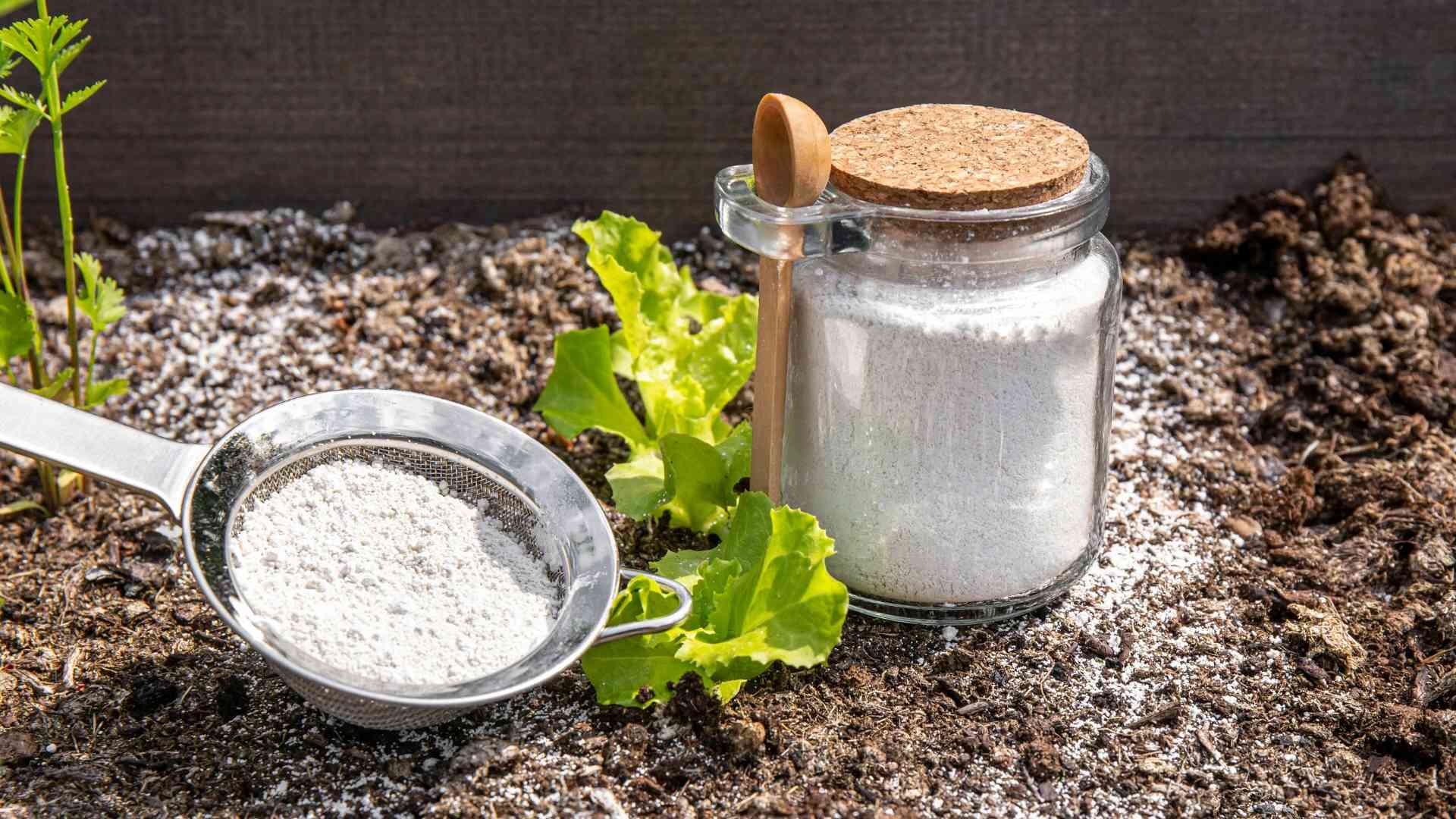 Natürliche Schneckenbekämpfung Garten