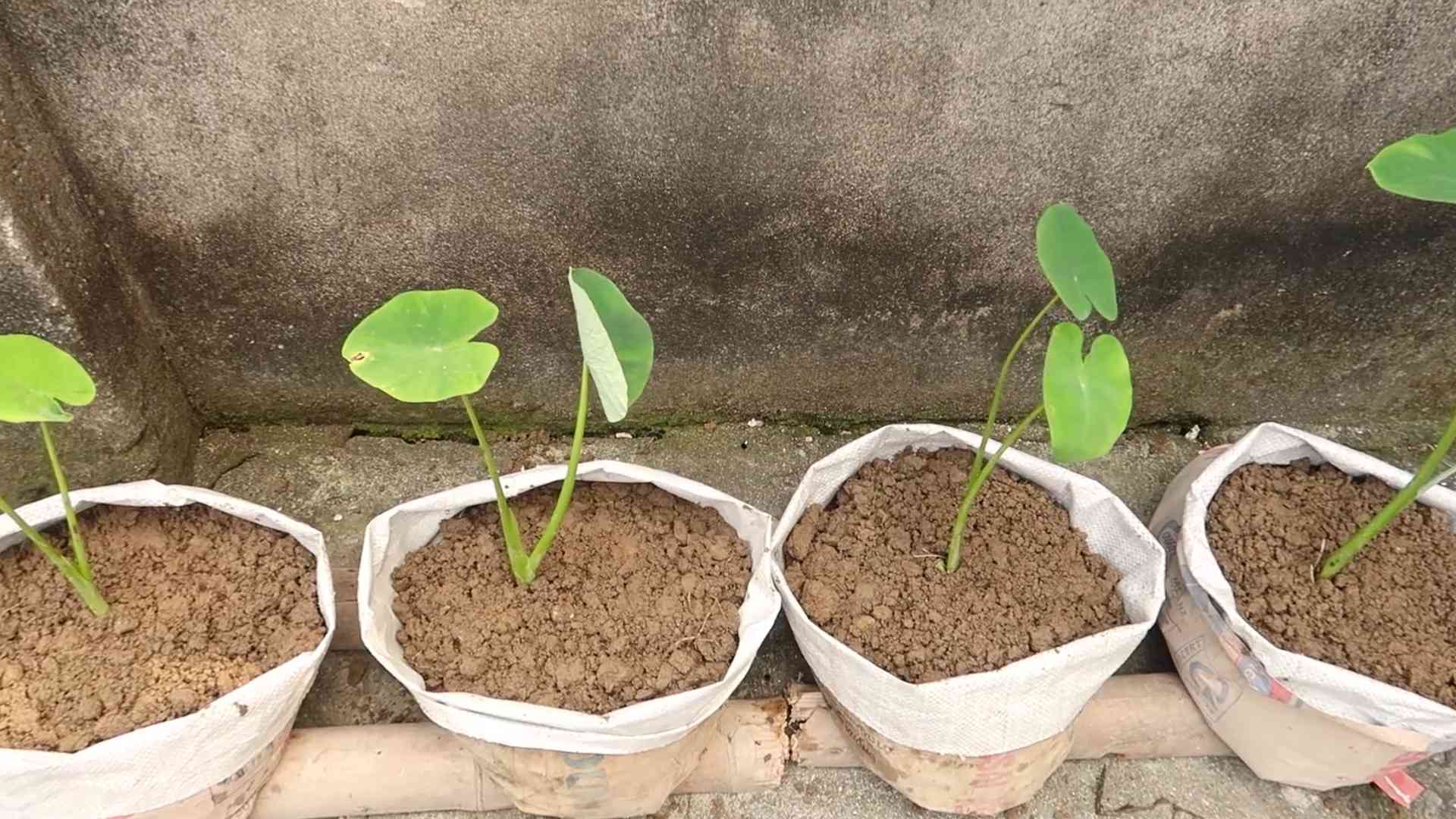 Alocasia selber ziehen