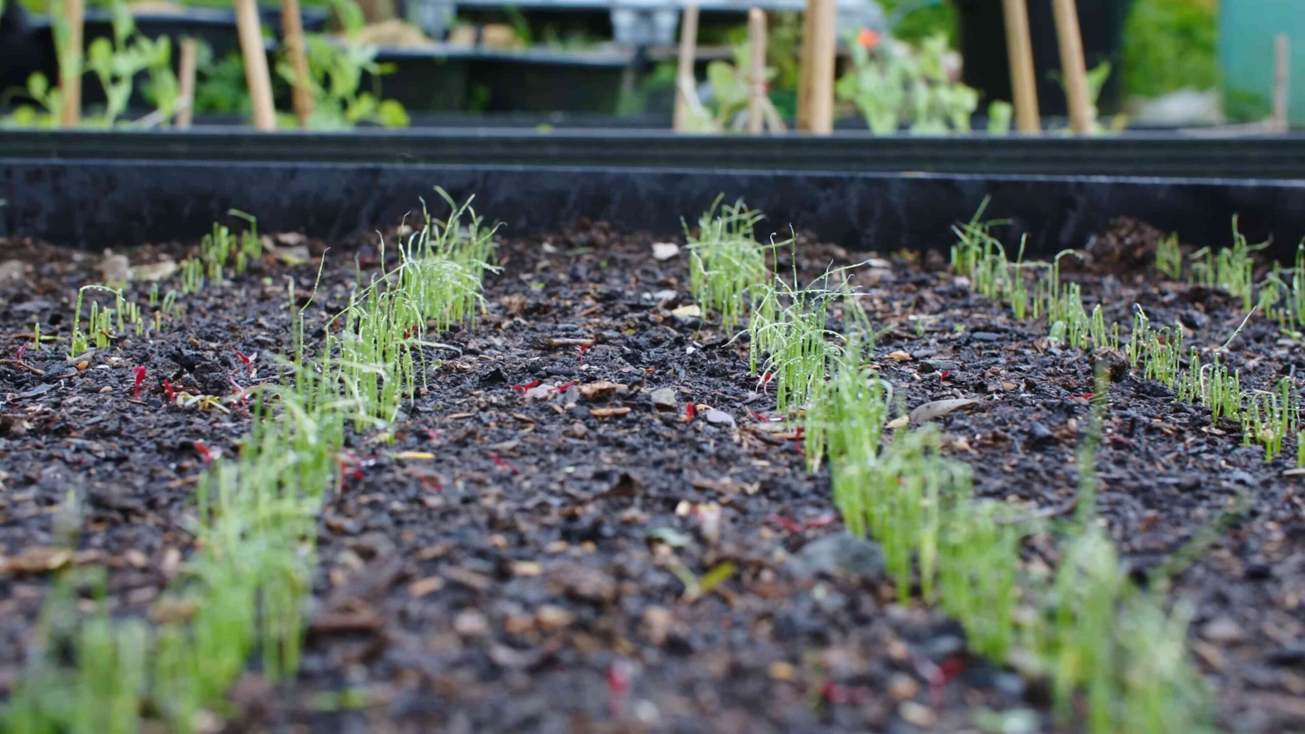 Lauch anbauen im eigenen Garten