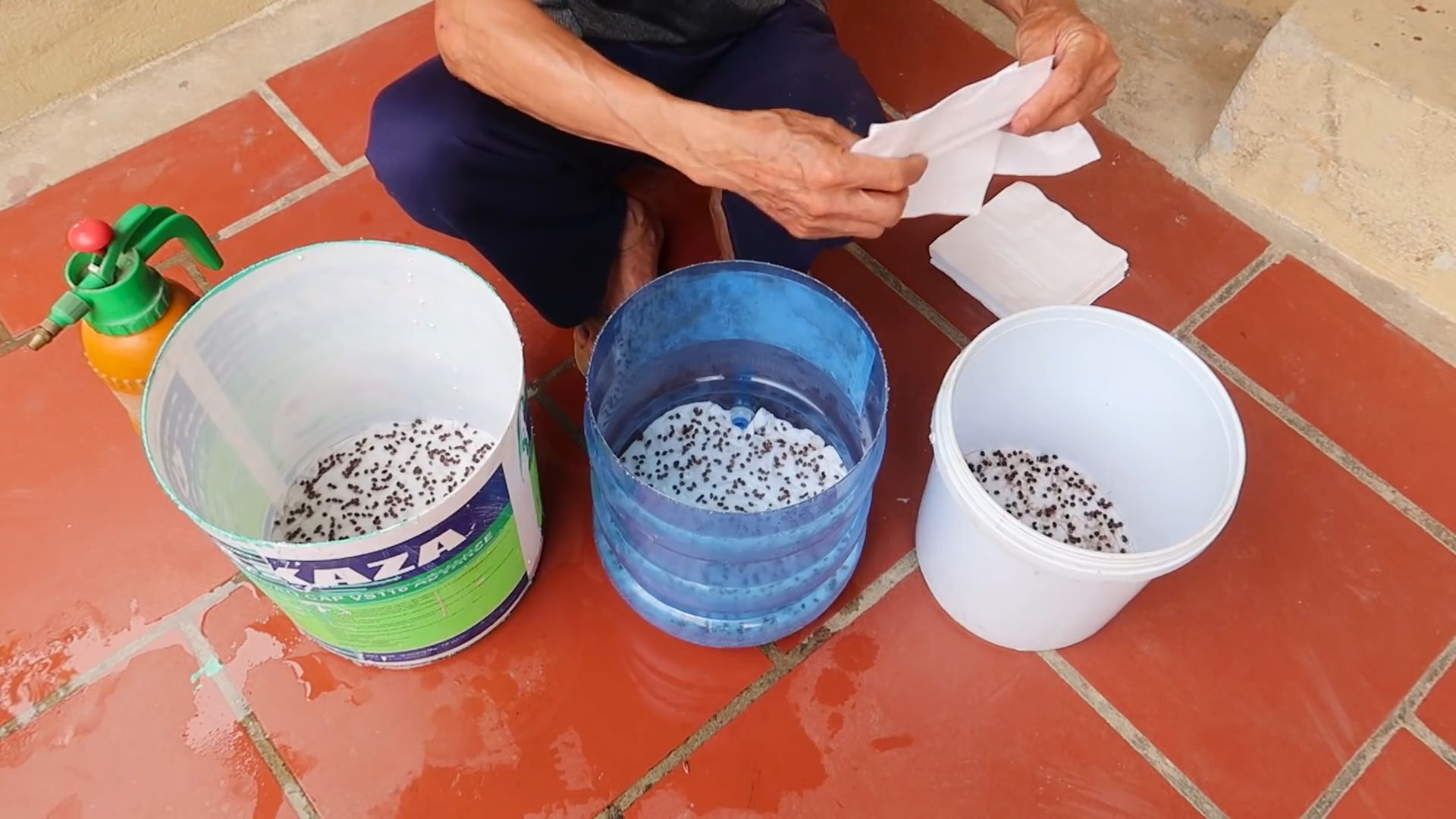 Wasserspinat anpflanzen DIY