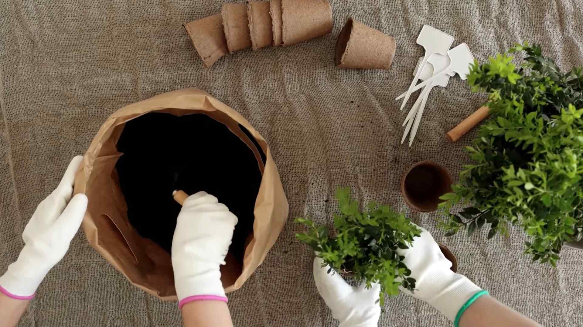 Minze selbst anbauen