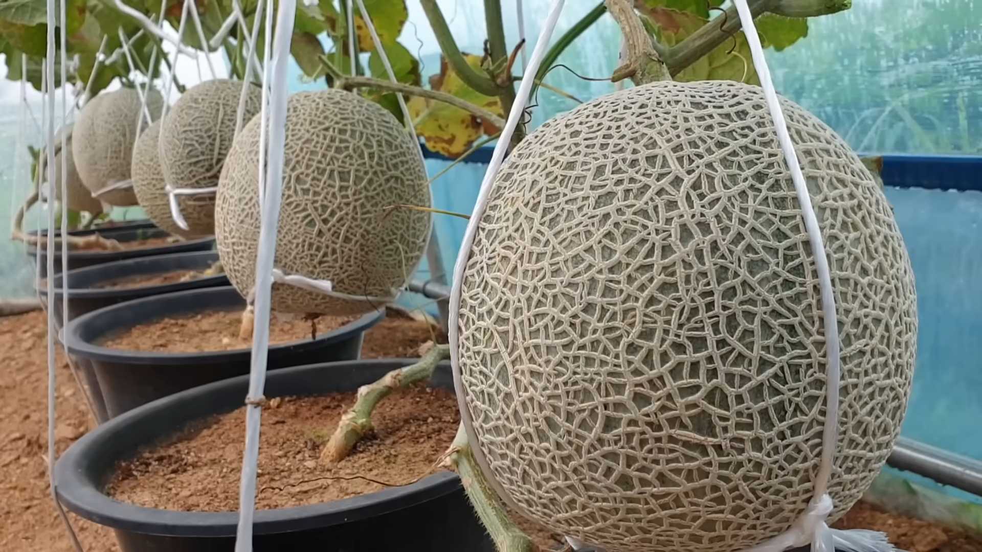Cantaloupe Anbau Tipps Garten