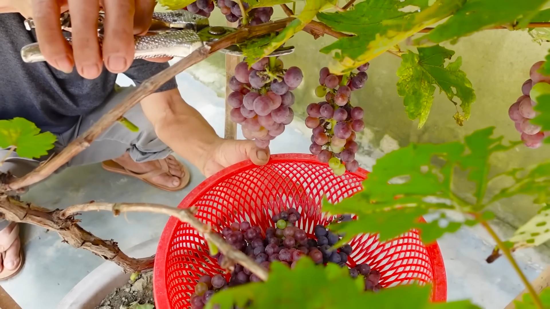 Weinreben im Garten anbauen