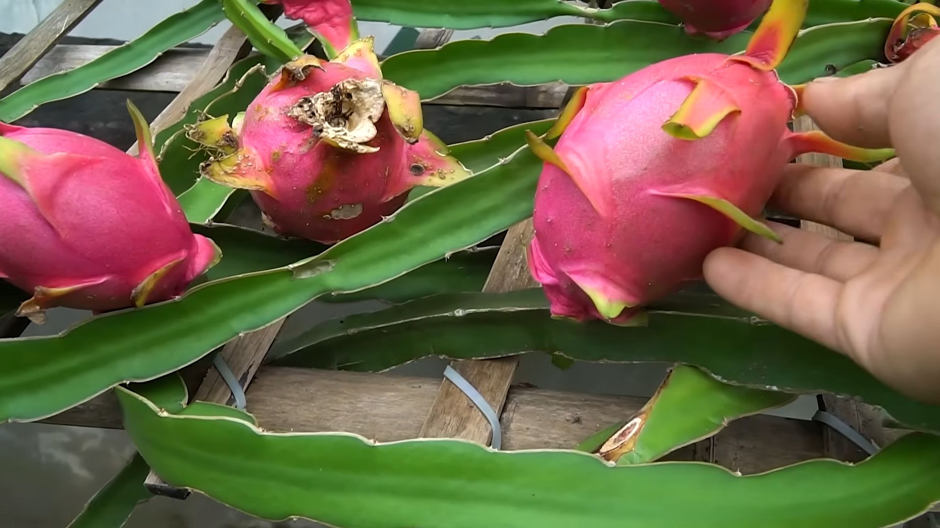 Drachenfrucht anbauen zu Hause