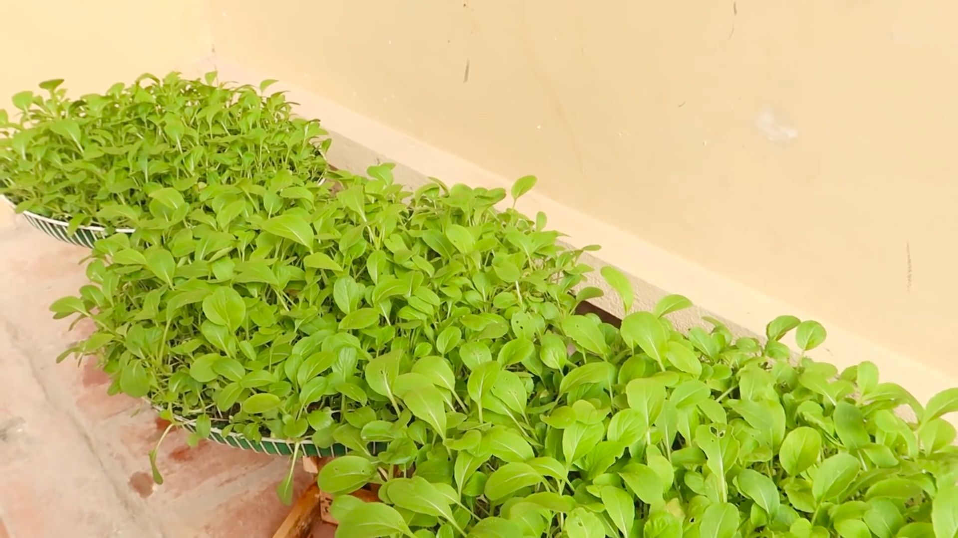 Bok Choy im Ventilator Käfig