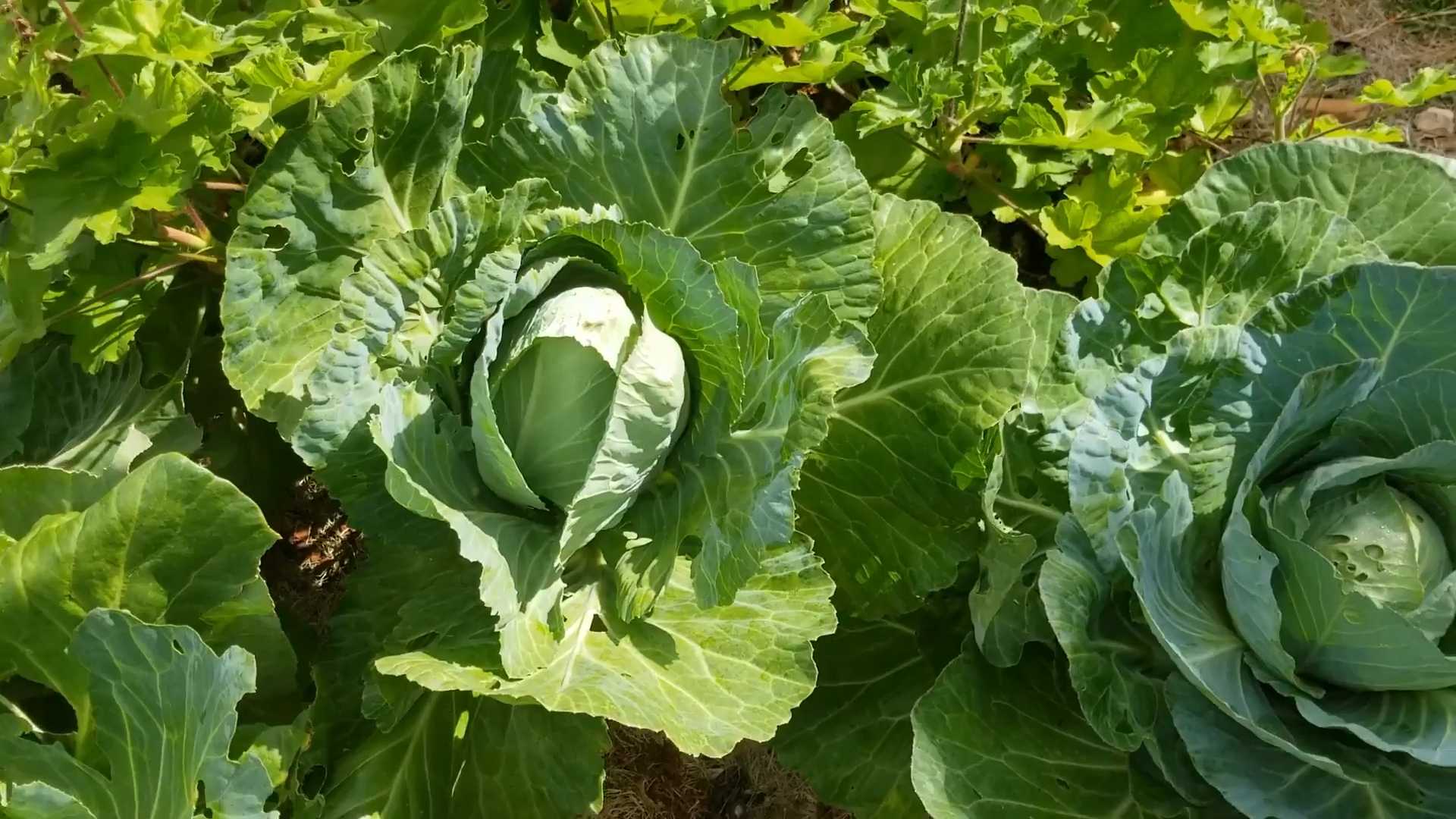 Kohl Anbau zu Hause