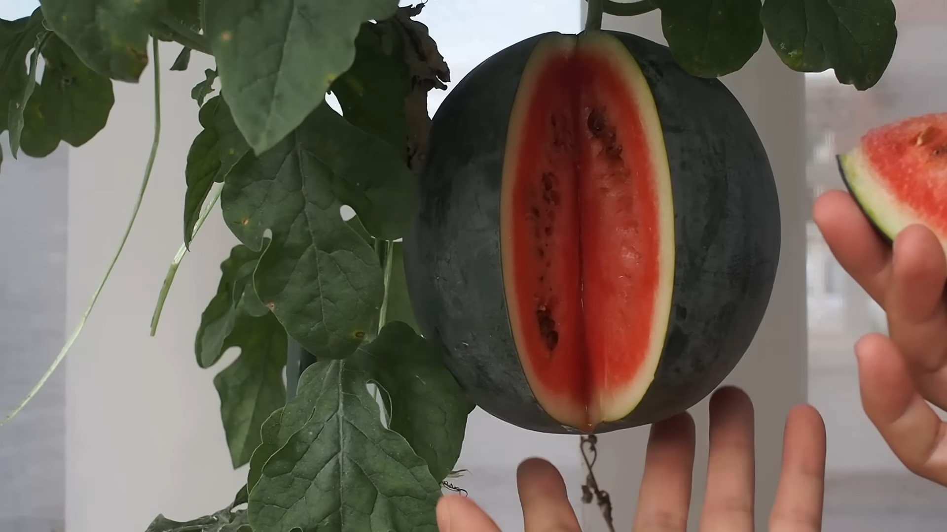 Wassermelone anbauen: Einfache Anleitung