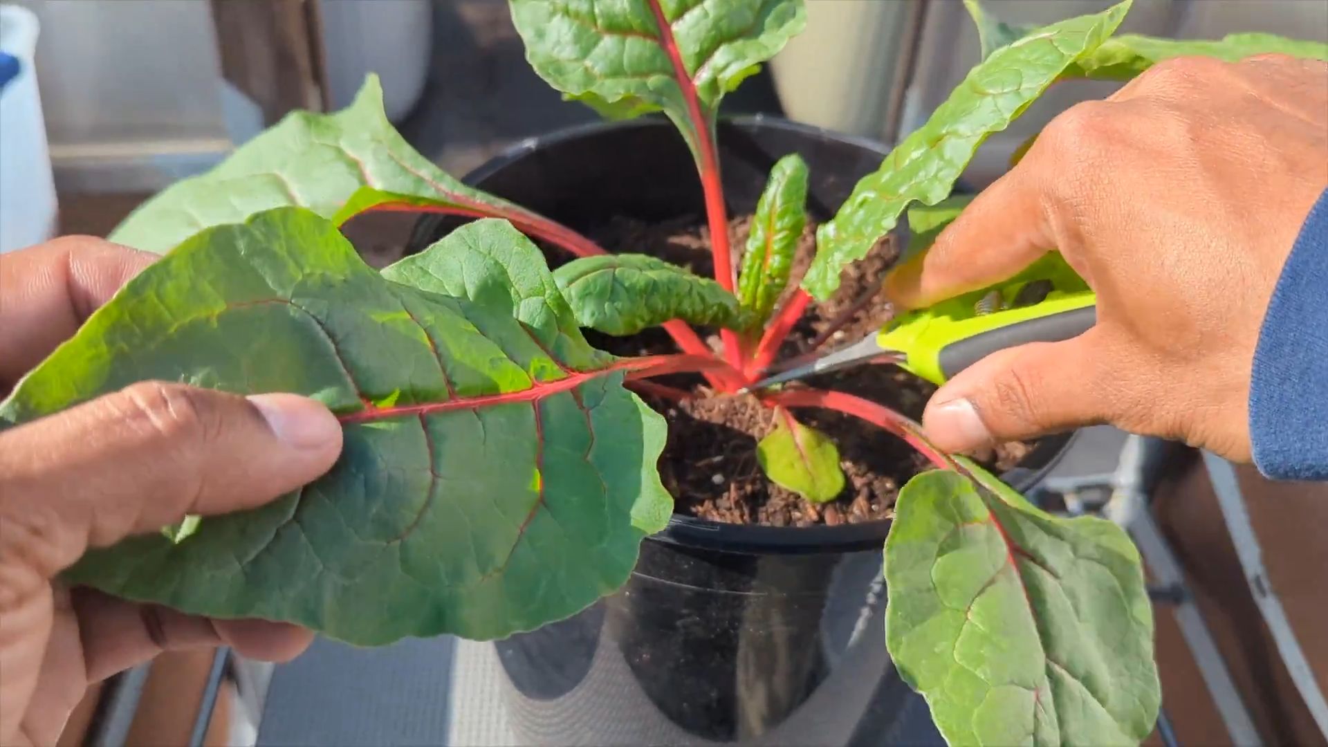 Gartenprojekt Mangold anpflanzen