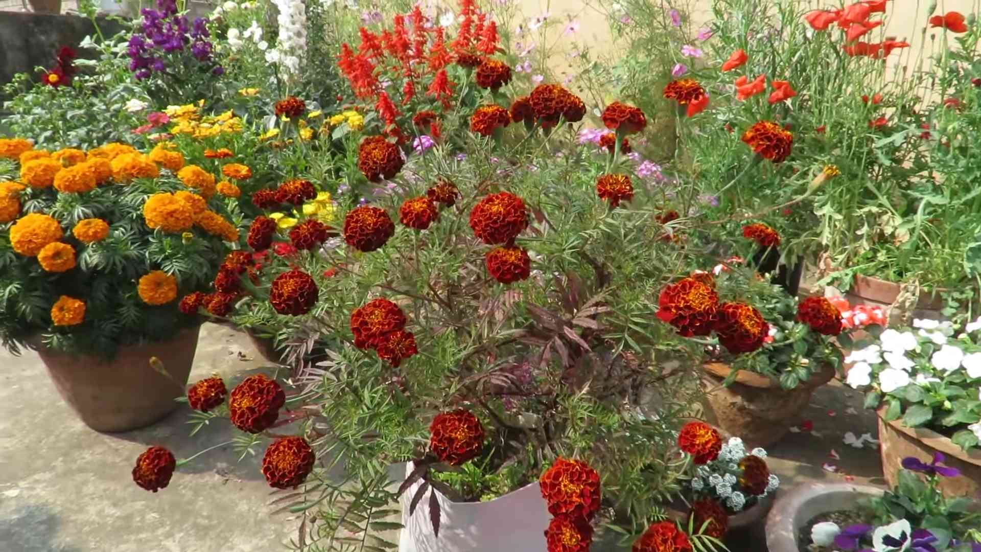 Ringelblumen Pflege Tipps