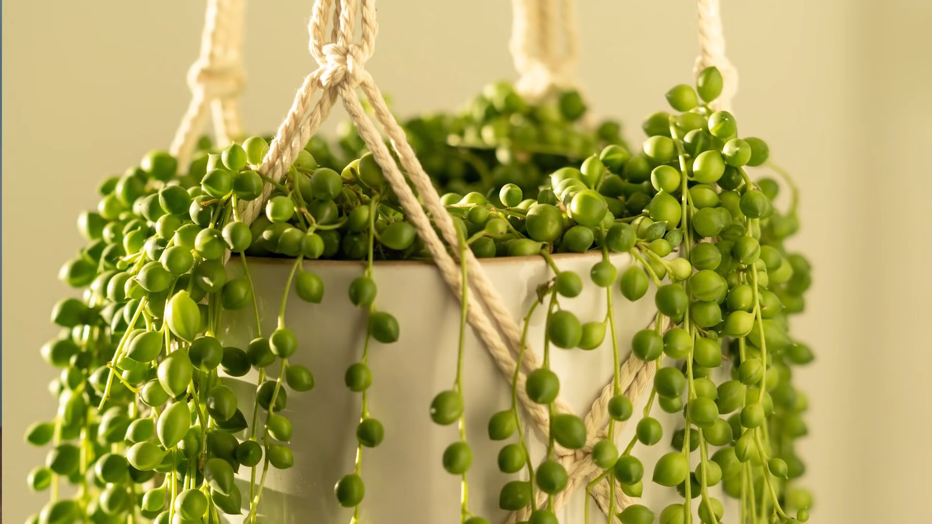 String of Pearls Pflege
